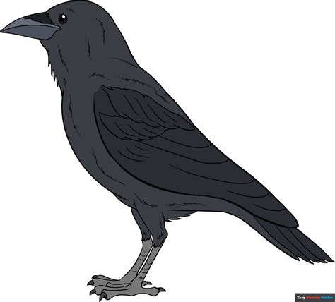 how to draw a raven|ravens pics to draw.